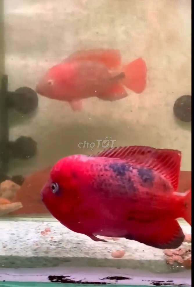 Hybrid full red