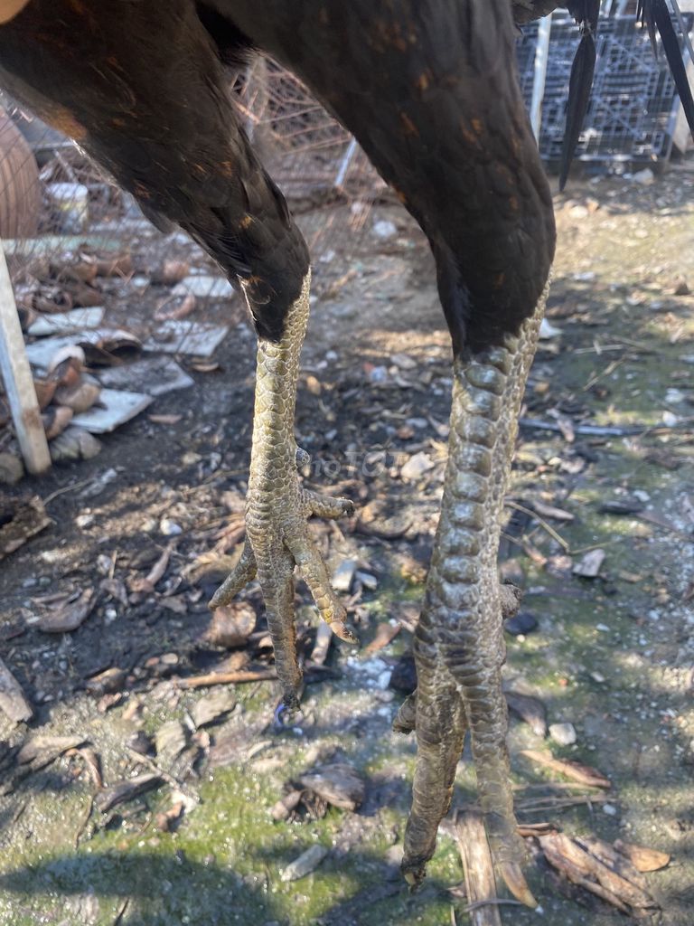 Gà chọi đực 7-8 tháng. Mua bán Gà tại Huyện Bình Chánh Tp Hồ Chí Minh được đăng bởi Toan Culy hình 1