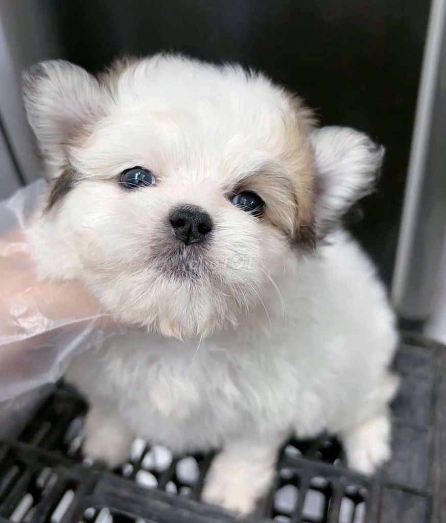 Chó pom x nhật mini size 64 ngày. Mua bán Chó tại Quận Bình Tân Tp Hồ Chí Minh được đăng bởi Minh nguyễn  hình 2