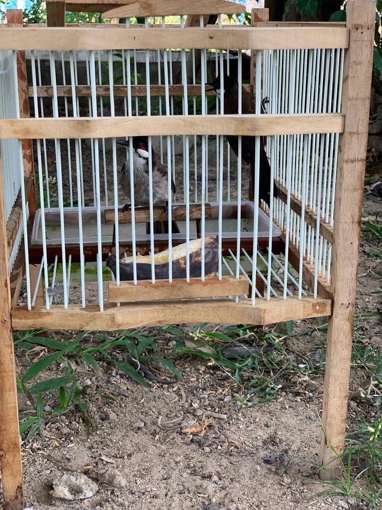 Mái Víp. Mua bán Chim tại Huyện Hòa Vang Đà Nẵng được đăng bởi cacanh hình 1
