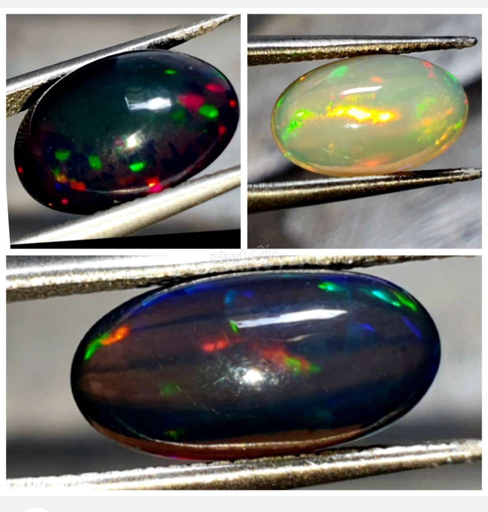 Opal Trắng và Đen