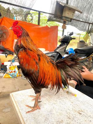 2k6 trạng 2k8 phá lông đuôi, bao xổ. Mua bán Gà tại Quận Cái Răng Cần Thơ được đăng bởi Lý Linh