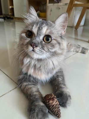 Mèo anh lông dài. Mua bán Mèo tại Thành phố Thủ Đức Tp Hồ Chí Minh được đăng bởi Petty