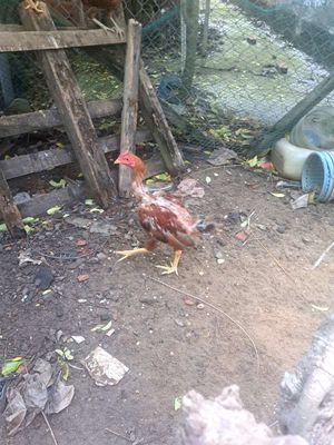 Gà nồi 100k 1ky. Mua bán Gà tại Thành phố Thủ Dầu Một Bình Dương được đăng bởi long lê