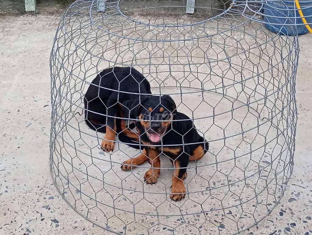 Chó Rottweiler Đen vàng 2 mũi vắc xin. Mua bán Chó tại Thành phố Thủ Đức Tp Hồ Chí Minh được đăng bởi Nhân Rottweiler  hình 1
