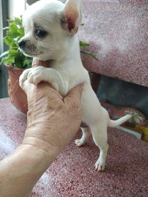 Cún cưng Chihuahua