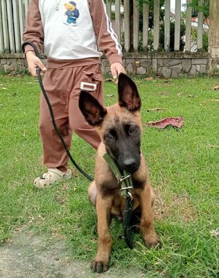 Sổ đàng Becgie bỉ. Mua bán Chó tại Quận Liên Chiểu Đà Nẵng được đăng bởi Lộc lương 