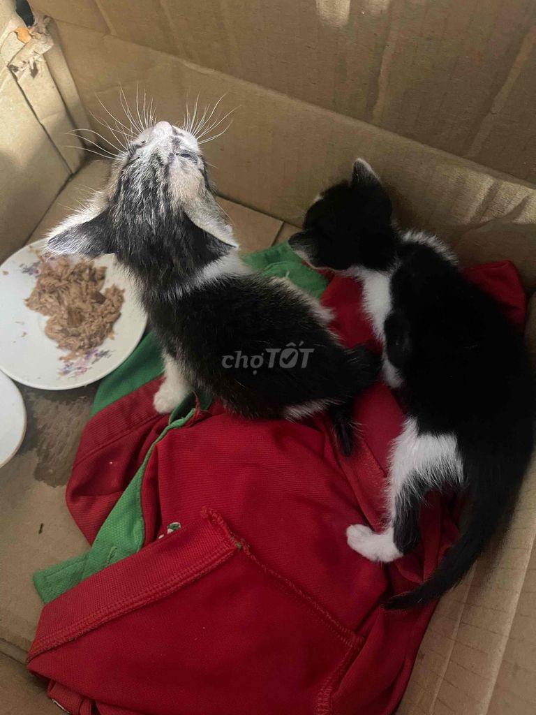 Mèo ta lai. Mua bán Mèo tại Huyện Long Hồ Vĩnh Long được đăng bởi Hieu Huynh hình 1