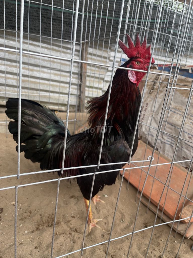 We win2 bao gà bể gà niềng. Mua bán Gà tại Huyện Cầu Kè Trà Vinh được đăng bởi Tu Dua leo hình 1