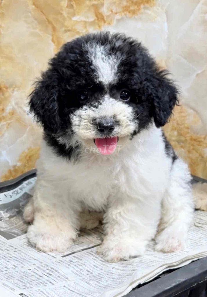 Chó Poodle bò sữa. Mua bán Chó tại Huyện Bình Chánh Tp Hồ Chí Minh được đăng bởi pom pet sài gòn hình 1