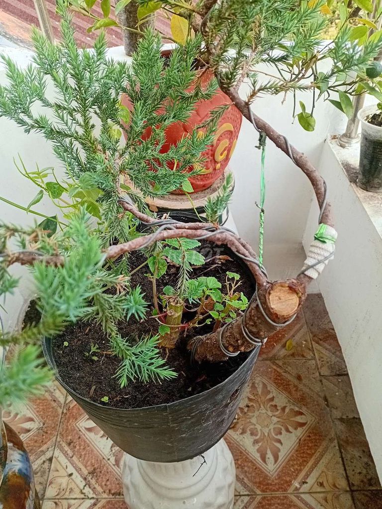 Cây cảnh Tùng bồng lai Bonsai mini. Mua bán Cây cảnh, đồ trang trí tại Quận Sơn Trà Đà Nẵng được đăng bởi Nguyễn Duy Thịnh hình 1