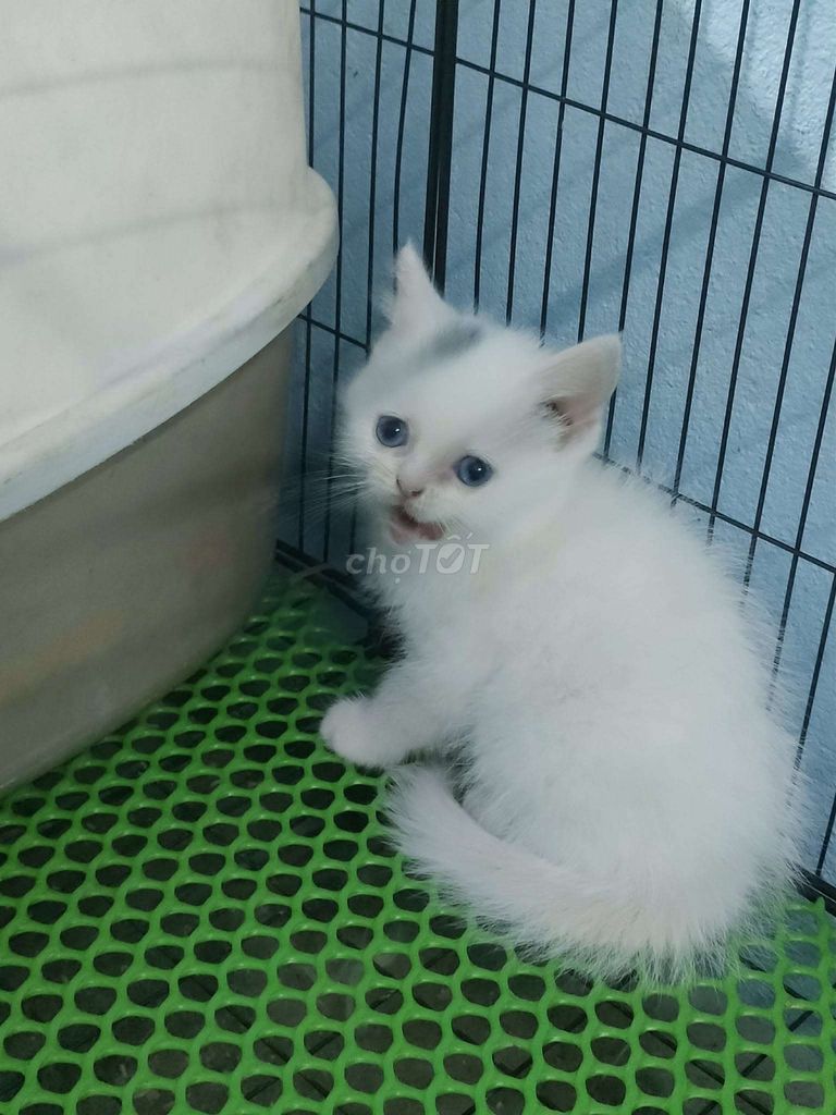 Mèo Anh lông ngắn tìm bame. Mua bán Mèo tại Huyện Hóc Môn Tp Hồ Chí Minh được đăng bởi Shin Meow Meow  hình 1