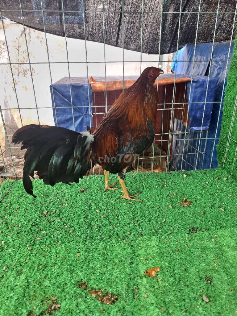 Gà chọi Nâu đen 1.4kg. Mua bán Gà tại Huyện Cần Giuộc Long An được đăng bởi Liem Nguyenvan hình 1