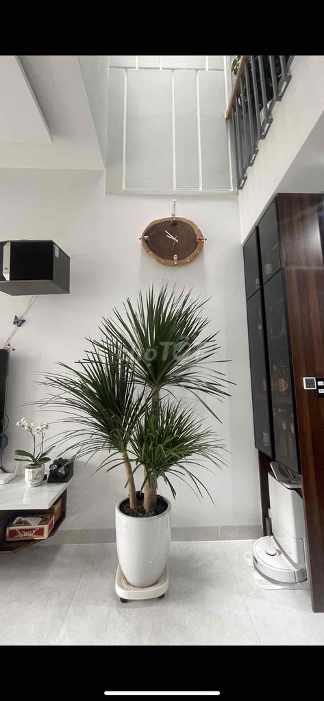 Cây Phát Tài Núi 1m7 5 nhánh có chậu. Mua bán Cây cảnh, đồ trang trí tại Quận Sơn Trà Đà Nẵng được đăng bởi Phúc hình 1