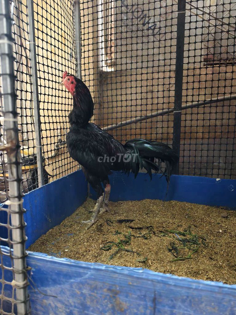 Gà thịt 2.5kg màu Đen. Mua bán Gà tại Quận Long Biên Hà Nội được đăng bởi tuan hình 1