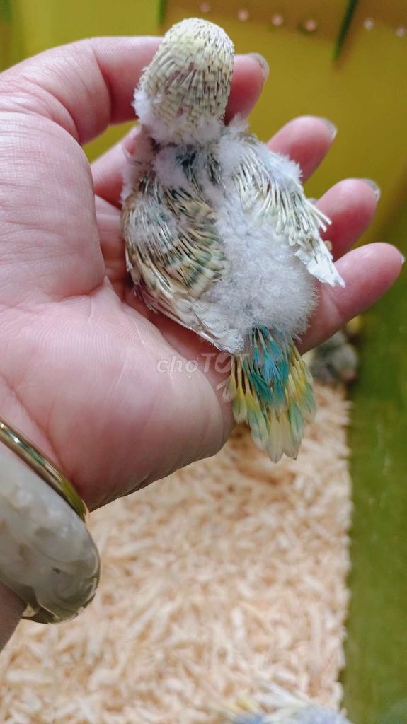 Yến phụng non Hà Lan