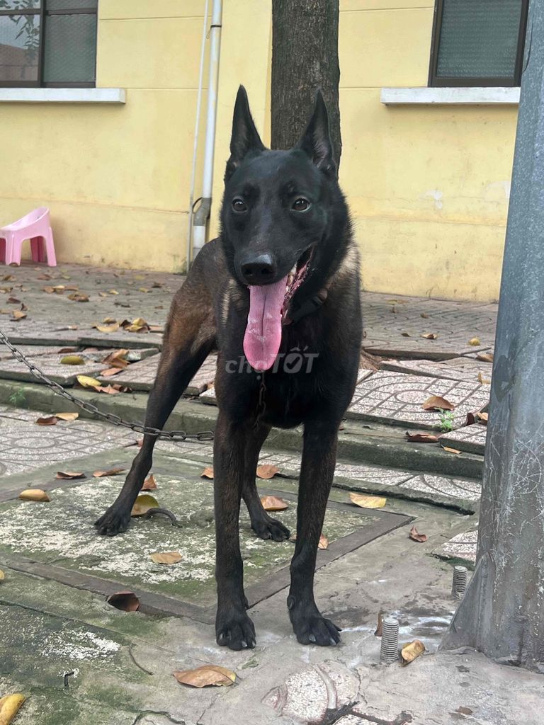 bé đực malinois tìm chủ mới