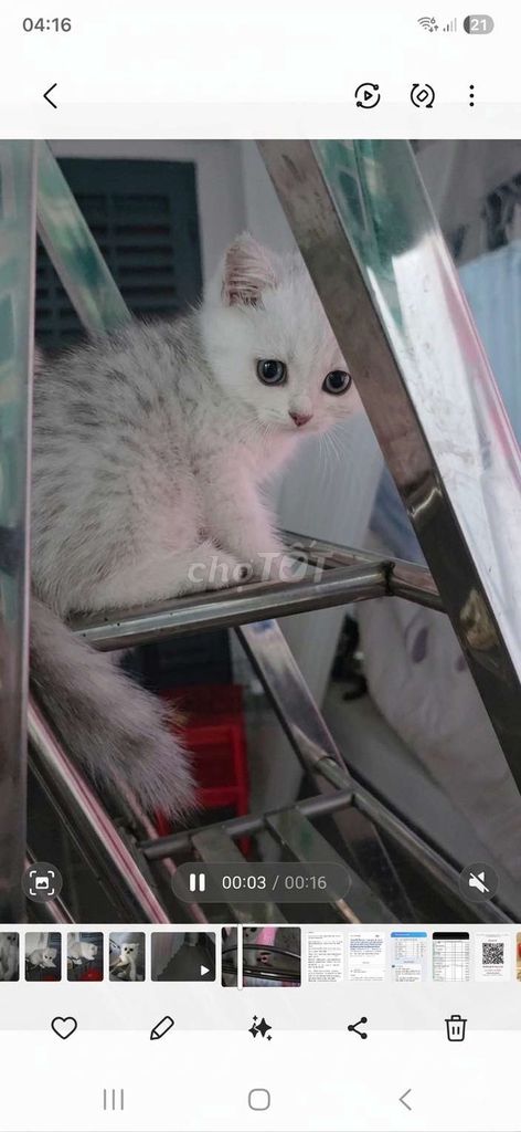 Mèo aln silver  bánh bao . Mua bán Mèo tại Thành phố Biên Hòa Đồng Nai được đăng bởi Mr Tit hình 1