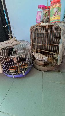 CU GÁY THÁI VÂN RỒNG KEM BÔNG. Mua bán Chim tại Thành phố Thủ Đức Tp Hồ Chí Minh được đăng bởi Hung
