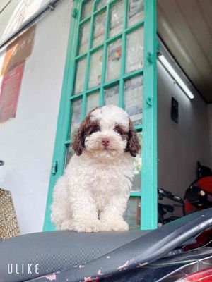 chó poodle thuần teacuptyni chân lùn (đúng hình)