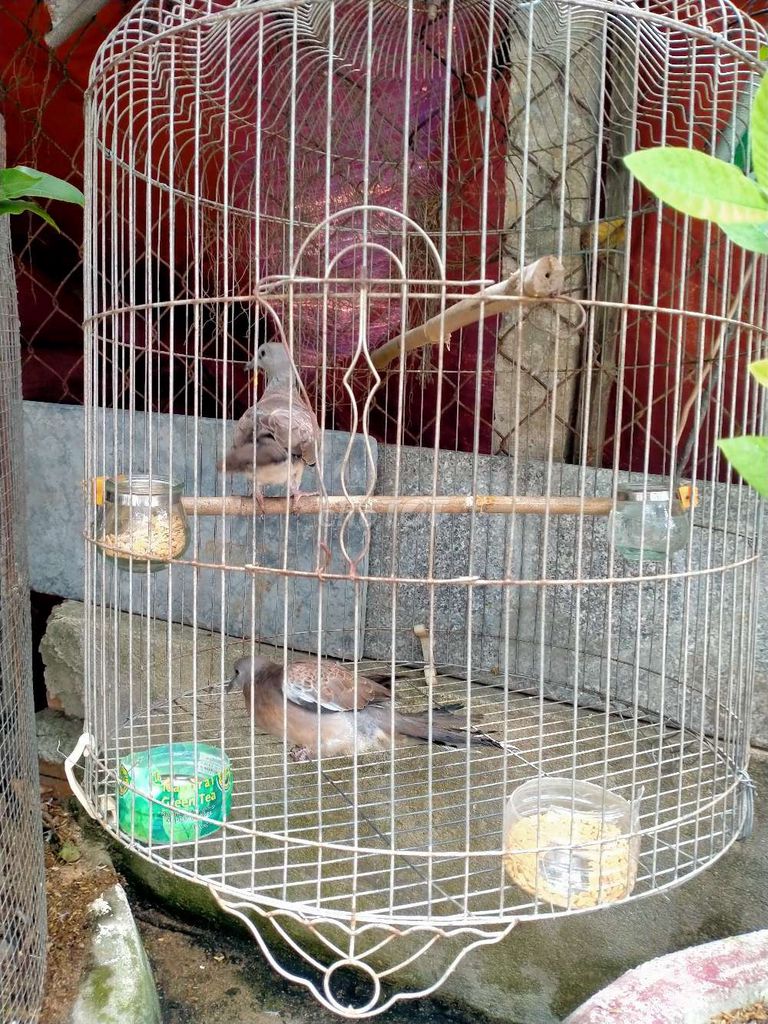 Cặp cu cườm như hình 250k/1 cặp. Mua bán Chim tại Quận Ngũ Hành Sơn Đà Nẵng được đăng bởi rin hình 1