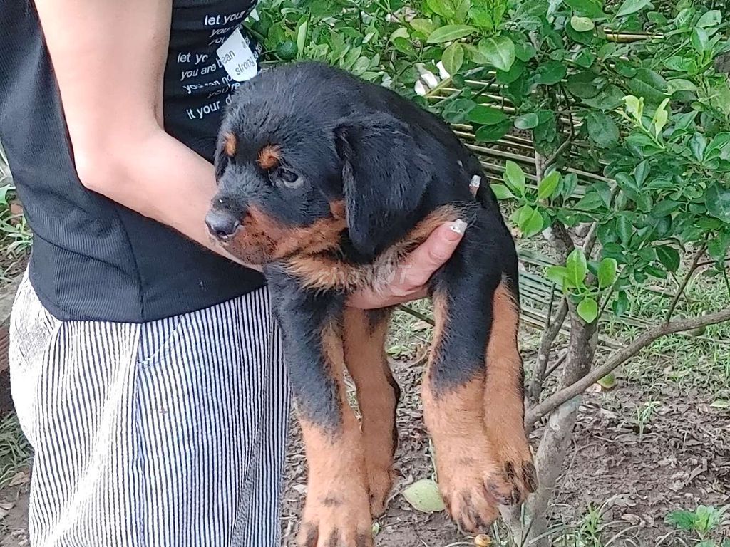 Chó Rottweiler.TTBT