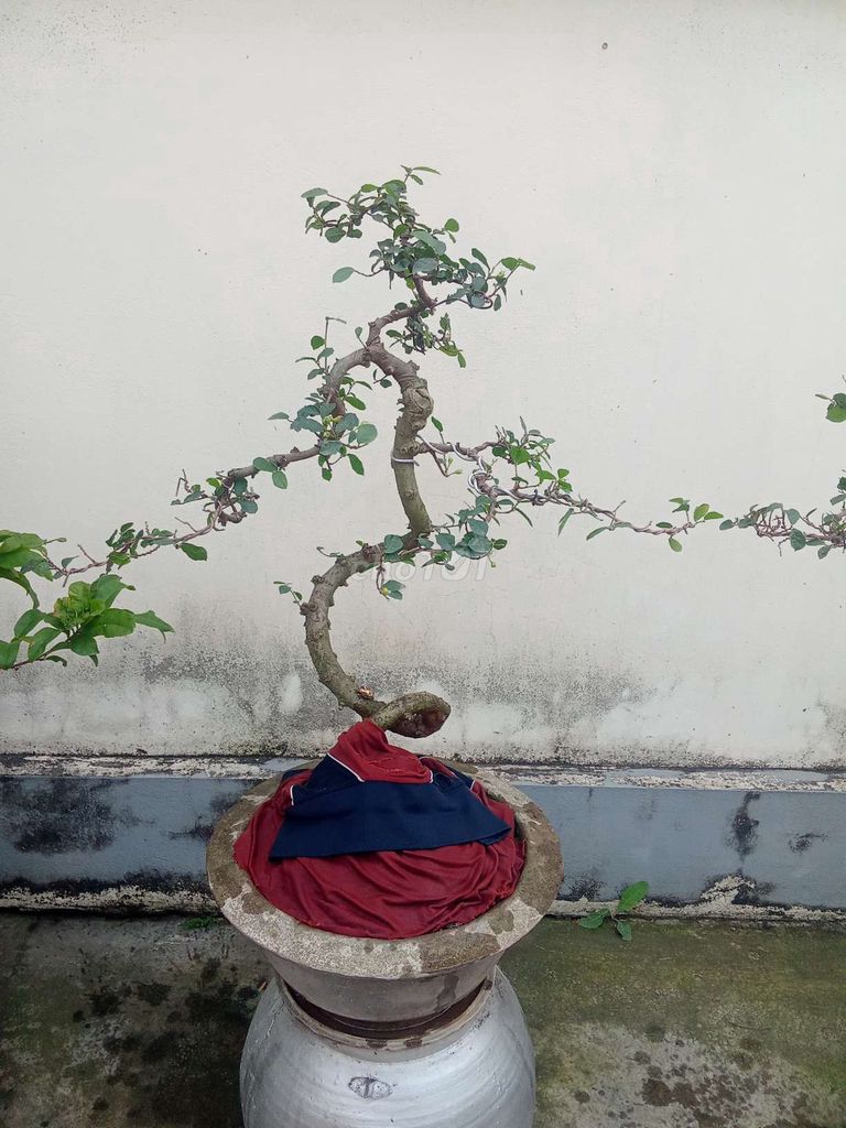 Cây cảnh Duối bonsai già có quả. Mua bán Cây cảnh, đồ trang trí tại Huyện An Dương Hải Phòng được đăng bởi lexus hình 1