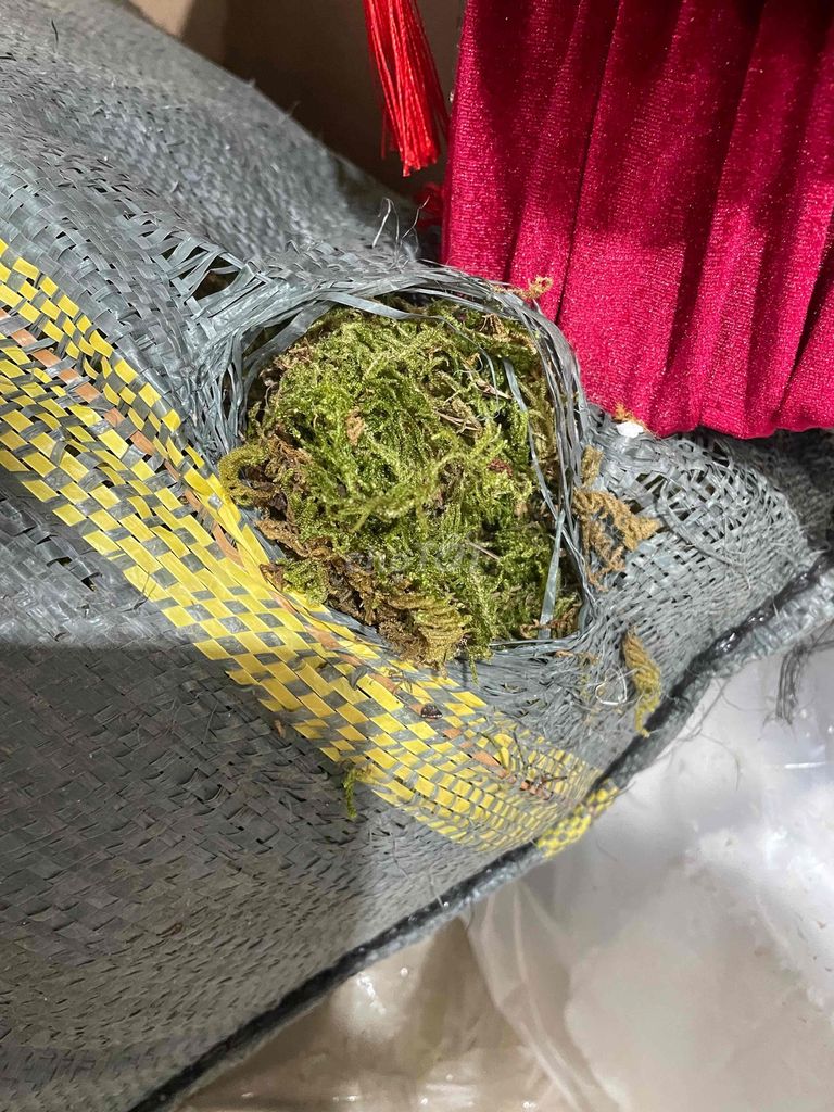 Cỏ khô trang trí 15kg pass. Mua bán Cây cảnh, đồ trang trí tại Quận Tây Hồ Hà Nội được đăng bởi nam nguyễn  hình 1