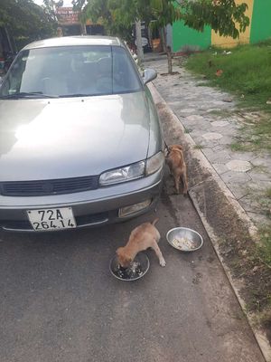 1993 - 123456 km.kẹt tiền bán luôn. Mua bán Ô tô tại Huyện Đức Hòa Long An được đăng bởi NGUYỄN ĐỨC BÌNH