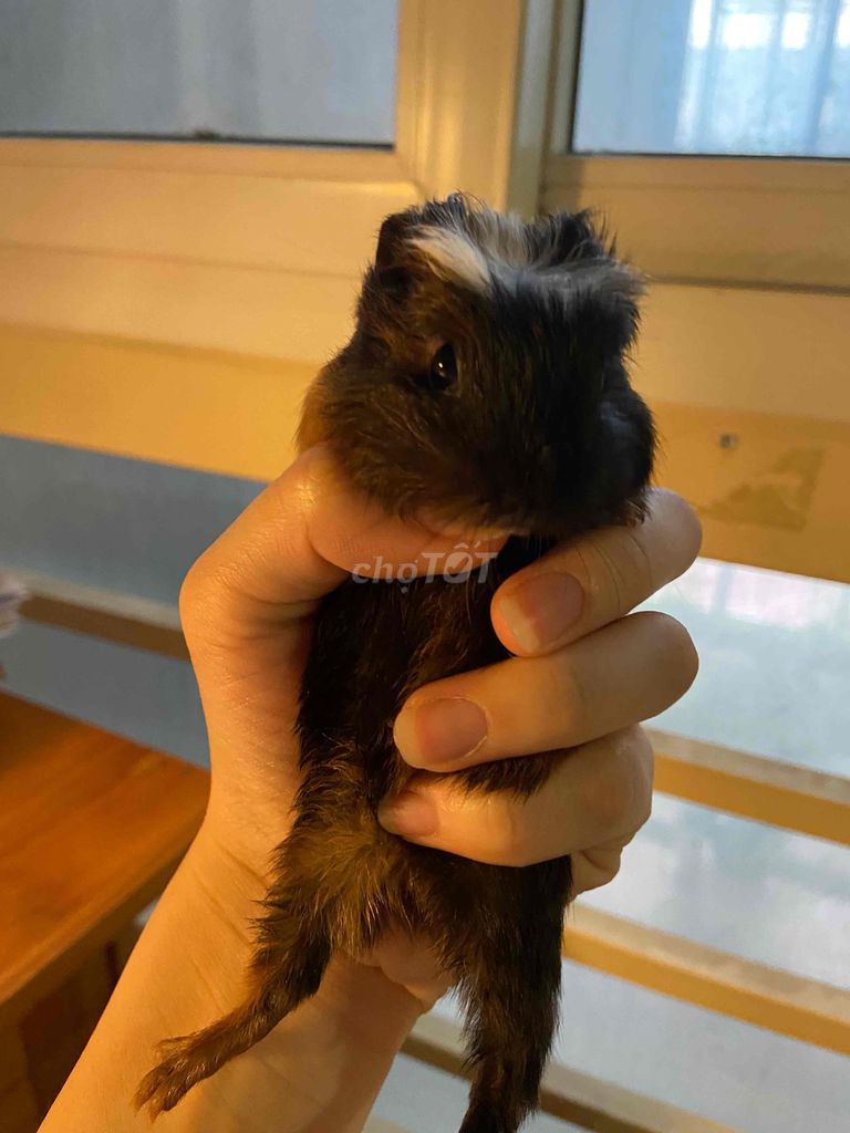 Chuột lang cái 4 tuần tuổi. Mua bán Thú cưng khác tại Quận Đống Đa Hà Nội được đăng bởi Nguyen Tam hình 1