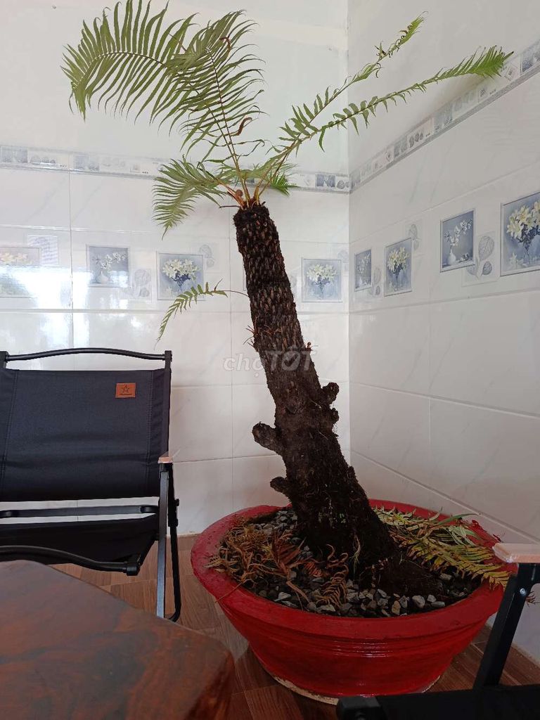 Cây cảnh Dương xỉ trang trí cổ đại. Mua bán Cây cảnh, đồ trang trí tại Huyện Lâm Hà Lâm Đồng được đăng bởi Đức Anh hình 1