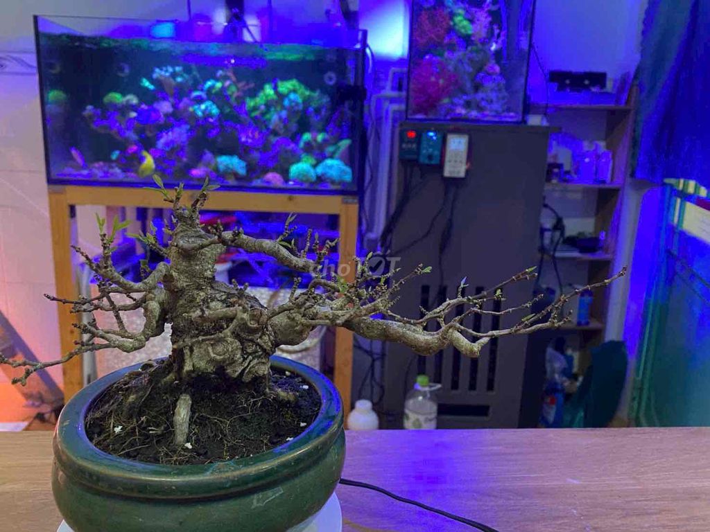 Cây cảnh Mai chiếu thủy Bonsai mini. Mua bán Cây cảnh, đồ trang trí tại Quận Bình Thuỷ Cần Thơ được đăng bởi ABC hình 1
