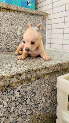 Chihuahua