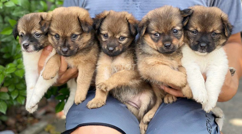 Chó Nhật chân lùn Nâu. Mua bán Chó tại Thành phố Biên Hòa Đồng Nai được đăng bởi Nguyễn Hoàng hình 1