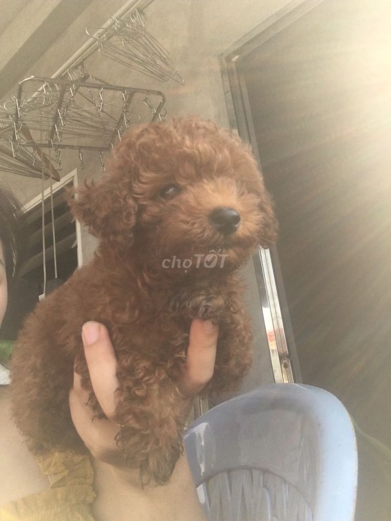 0358414289 - Chó poodle nhà nuôi đẻ