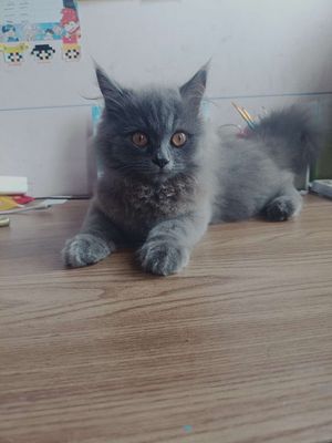 Mèo Anh lông dài. Mua bán Mèo tại Quận Gò Vấp Tp Hồ Chí Minh được đăng bởi SuHao