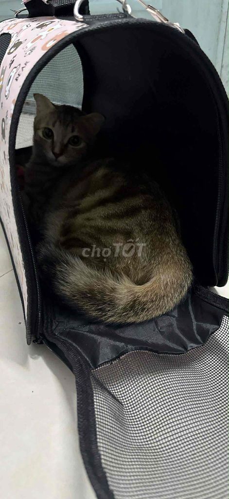 Mèo Anh lông ngắn Vàng vằn. Mua bán Mèo tại Quận Ninh Kiều Cần Thơ được đăng bởi Nguyen Thanh Dat B2207308 hình 1