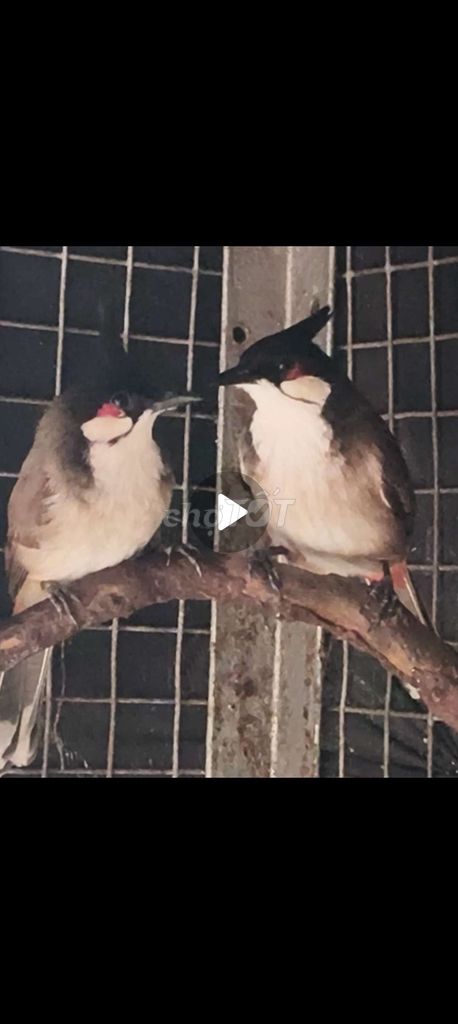 Chim chào mào cả hai hơn 3 mùa. Mua bán Chim tại Thị xã Tân Uyên Bình Dương được đăng bởi Quangtpk  hình 1