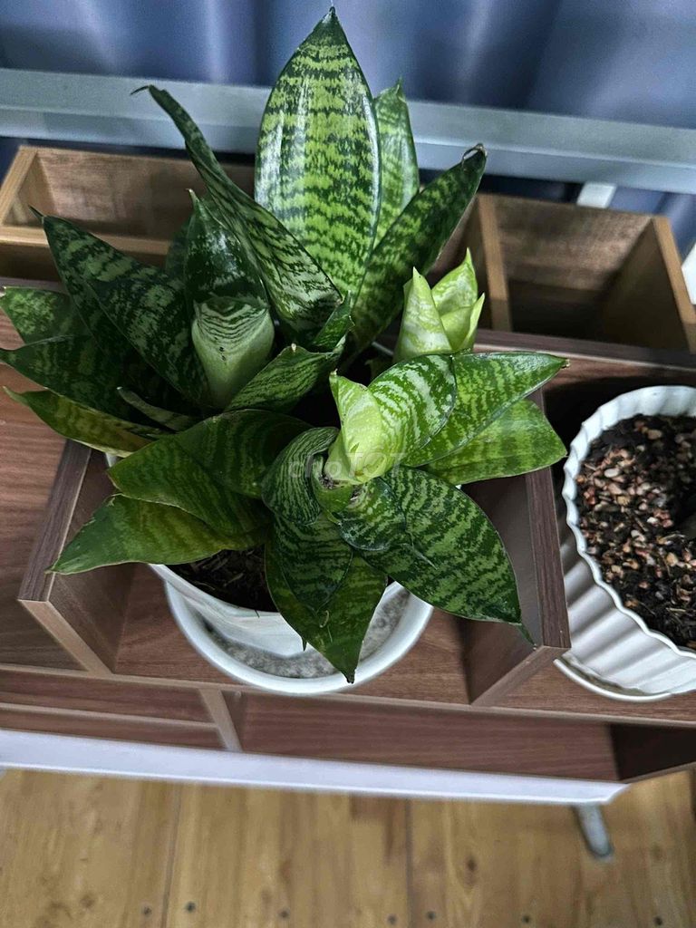 Cây cảnh Lưỡi hổ giá 80k. Mua bán Cây cảnh, đồ trang trí tại Quận Bình Thuỷ Cần Thơ được đăng bởi Đoan thuy hình 1