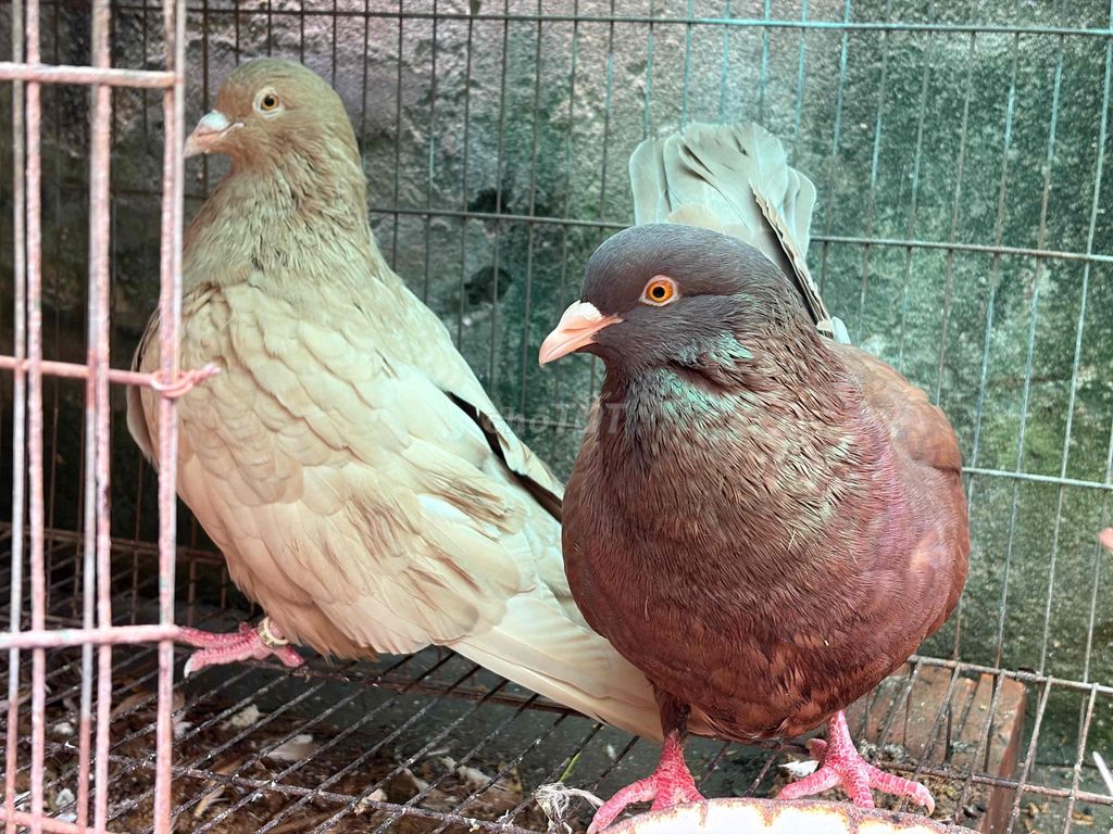 Chim bồ câu Gà Mỹ. Mua bán Chim tại Thành phố Vinh Nghệ An được đăng bởi A Thành hình 1