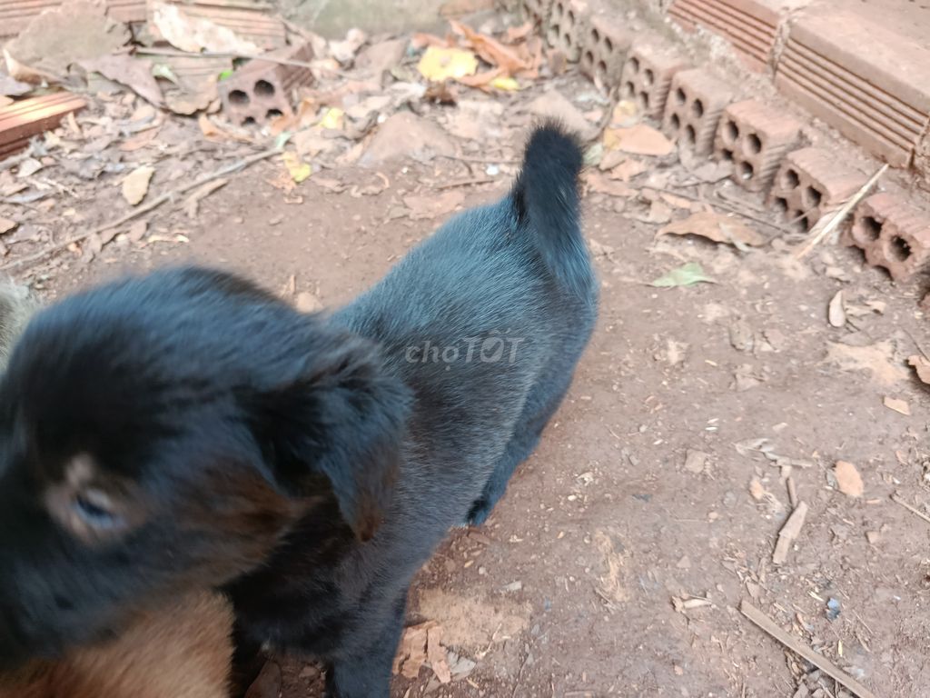 Chó phú quốc, chó con lai. Mua bán Chó tại Huyện Xuân Lộc Đồng Nai được đăng bởi Võ Duy Thịnh  hình 4