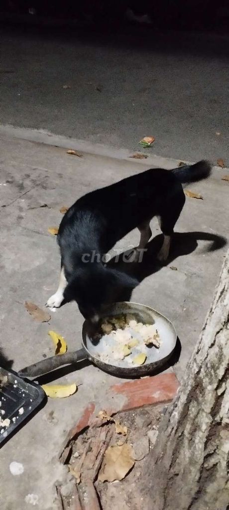 Chó giữ nhà màu đen 10kg. Mua bán Chó tại Thị xã Bến Cát Bình Dương được đăng bởi Hung Tran hình 1