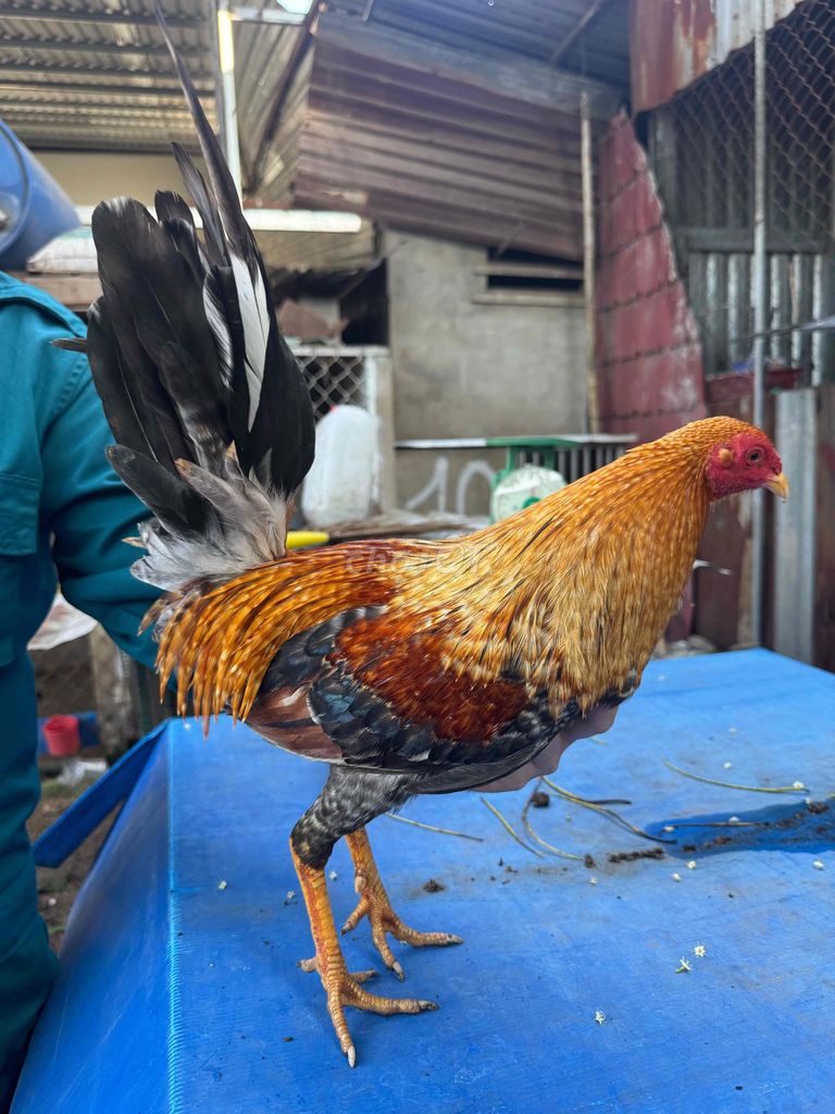gà cứu danny. Mua bán Gà tại Quận Bình Thạnh Tp Hồ Chí Minh được đăng bởi Lâm Phúc hình 1