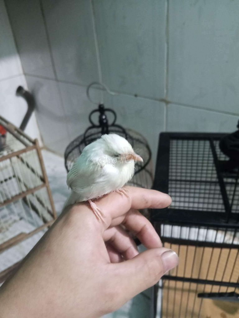 Chim chào mào Trắng. Mua bán Chim tại Thị xã Tân Uyên Bình Dương được đăng bởi Nguyên hình 1