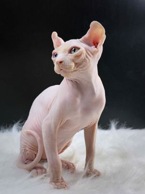 Mèo Sphynx đực 3 tháng
