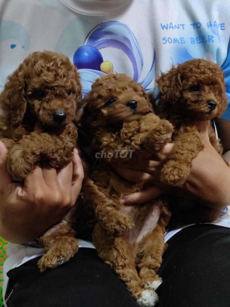 0378193515 - Poodle nâu thuần chủng 45 ngày tuổi