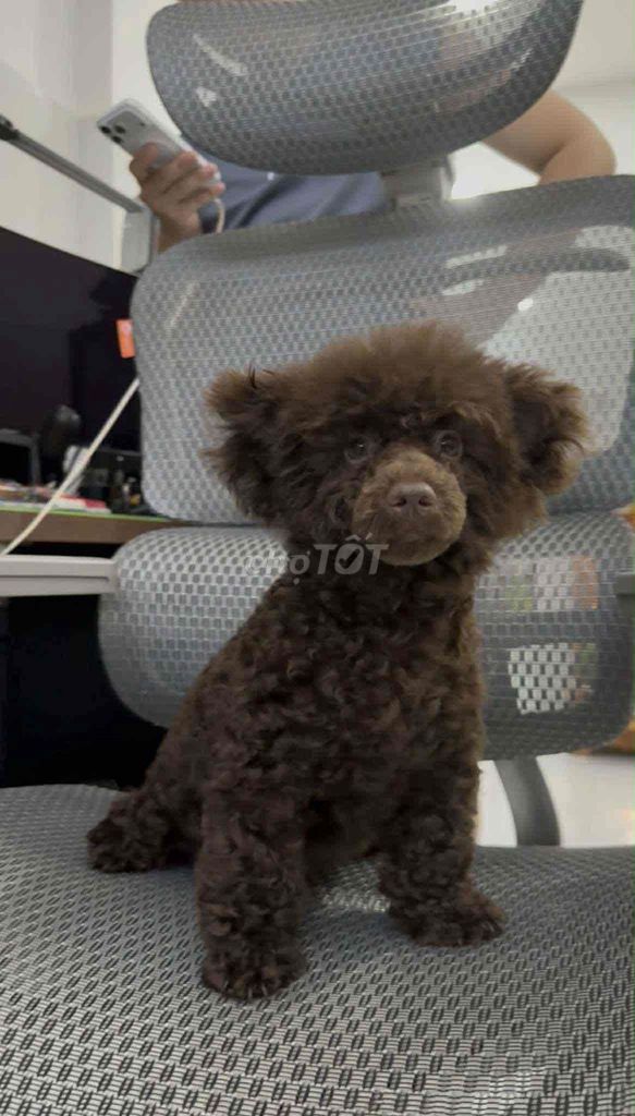 Tìm chủ cho cặp poodle như ảnh. Mua bán Chó tại Thành phố Tây Ninh Tây Ninh được đăng bởi Duy hình 6