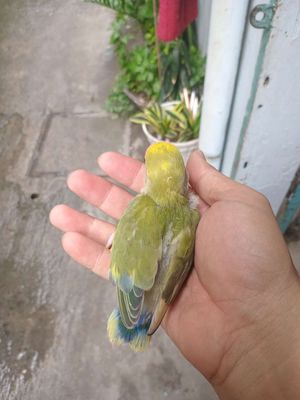 Vẹt Lovebird Vàng, Xanh lá Đút bột/Ăn hạt - 134650