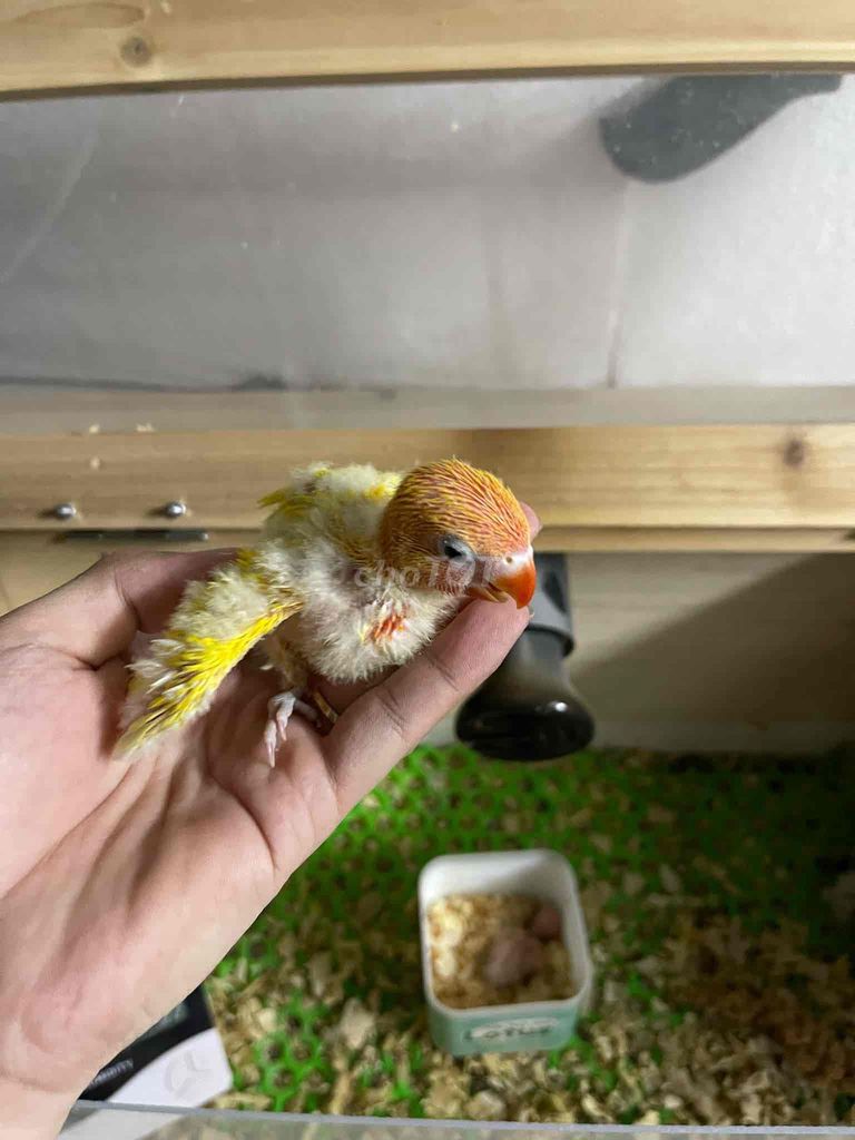 vẹt lovebird có viền mắt