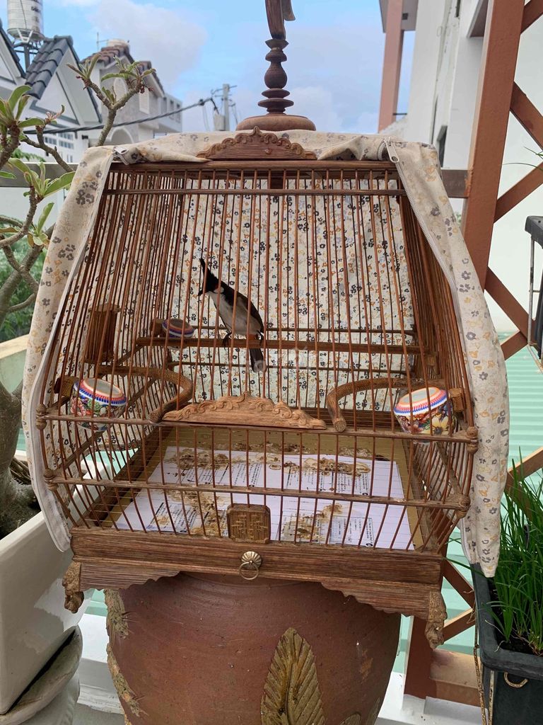 Chào mào trống. Mua bán Chim tại Huyện Nhà Bè Tp Hồ Chí Minh được đăng bởi Mr Quân hình 1